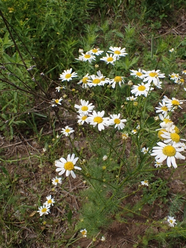 Scentless chamomile (Tripleurospermum inodorum)
