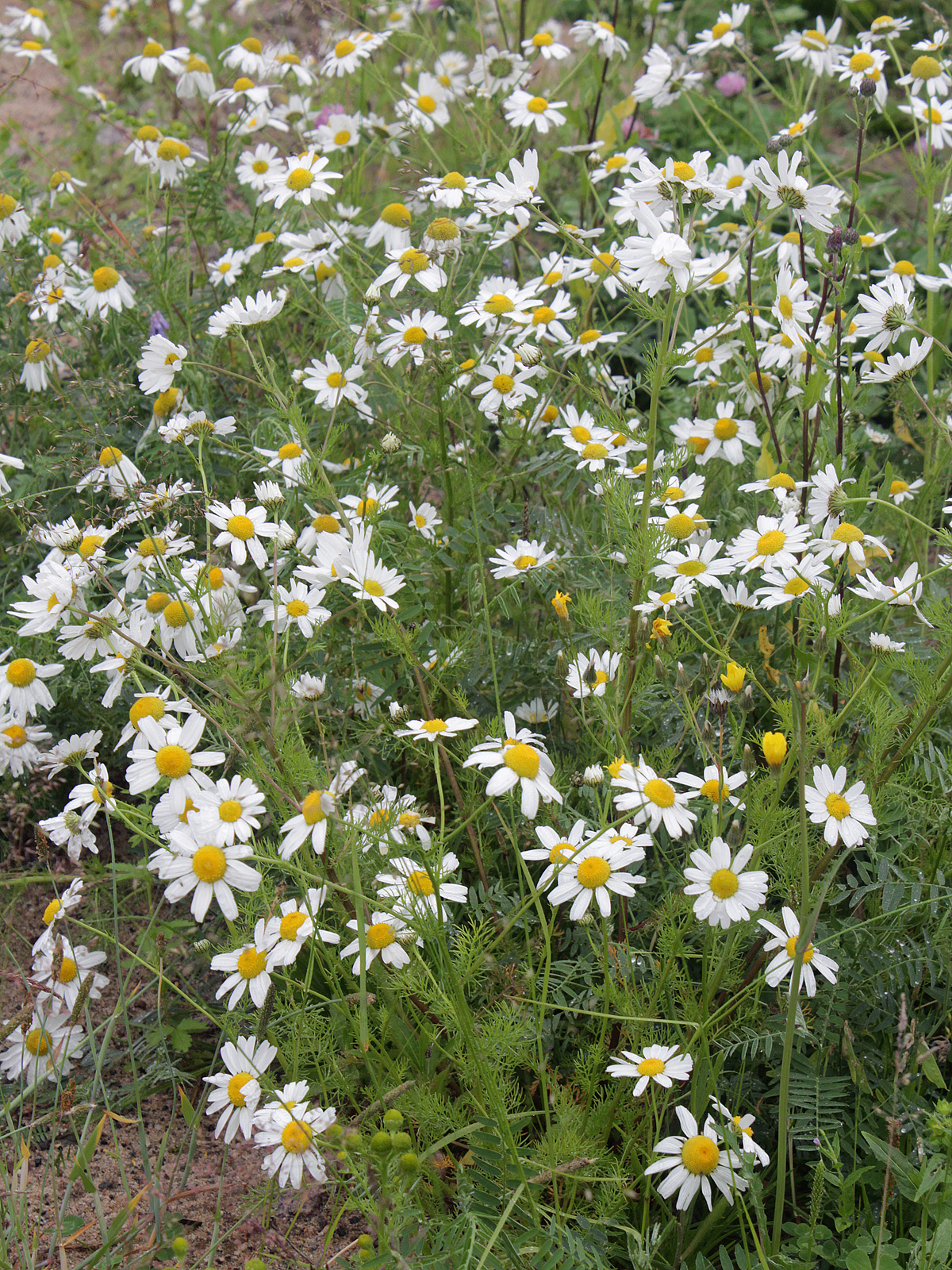 Tripleurospermum subpolare: Asteraceae, Tripleurospermum maritimum ssp. subpolare