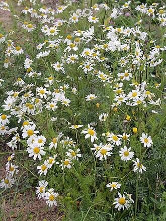 Tripleurospermum subpolare: Asteraceae, Tripleurospermum maritimum ssp. subpolare