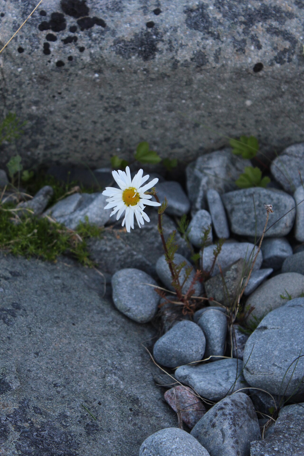 Tripleurospermum subpolare: Tripleurospermum subpolare