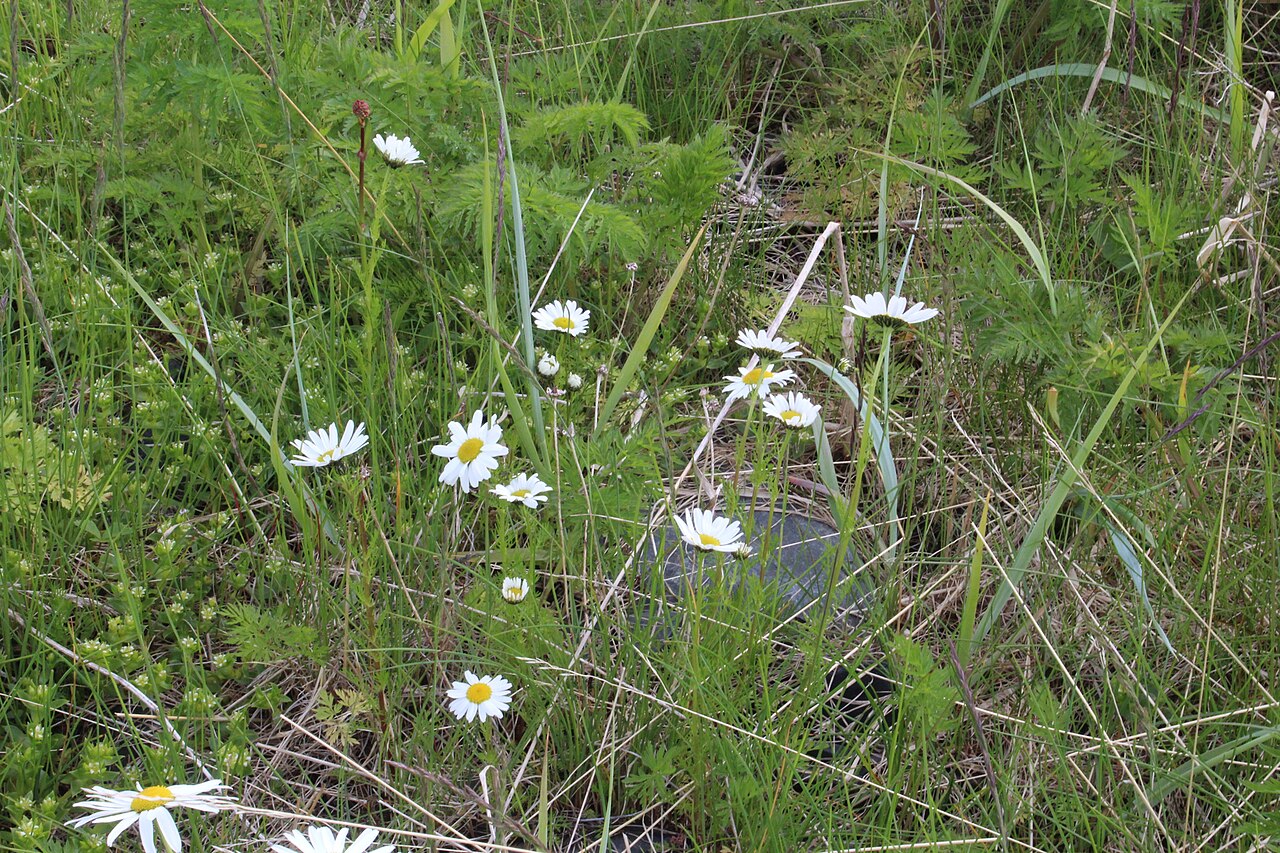 Tripleurospermum subpolare: Tripleurospermum subpolare