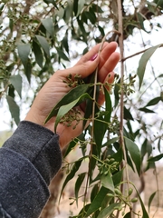 Tripodanthus acutifolius (Tripodanthus acutifolius)
