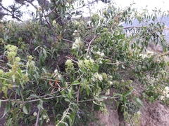 Tripodanthus acutifolius (Tripodanthus acutifolius)