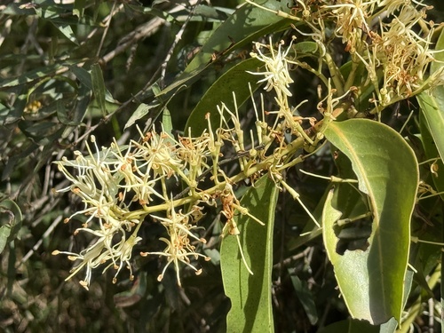 Tripodanthus acutifolius (Tripodanthus acutifolius)