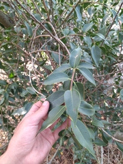 Tripodanthus acutifolius (Tripodanthus acutifolius)