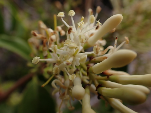 Tripodanthus acutifolius (Tripodanthus acutifolius)