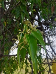 Tripodanthus acutifolius (Tripodanthus acutifolius)