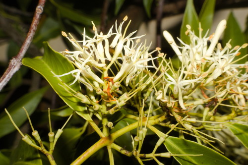 Tripodanthus acutifolius (Tripodanthus acutifolius)