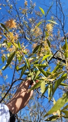 Tripodanthus acutifolius (Tripodanthus acutifolius)