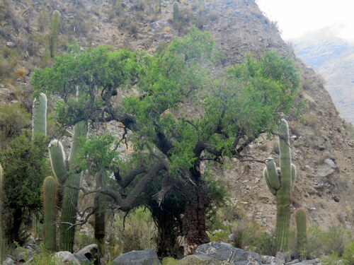Tripodanthus acutifolius (Tripodanthus acutifolius)