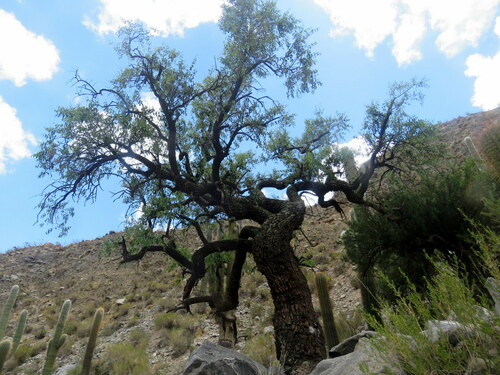 Tripodanthus acutifolius (Tripodanthus acutifolius)
