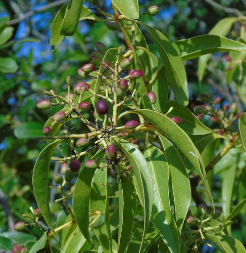 Tripodanthus acutifolius (Tripodanthus acutifolius)