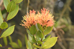 Tripodanthus belmirensis (Tripodanthus belmirensis)