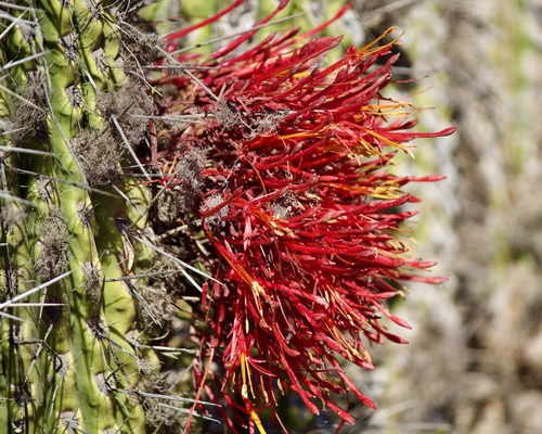 Tristerix aphyllus (Tristerix aphyllus)