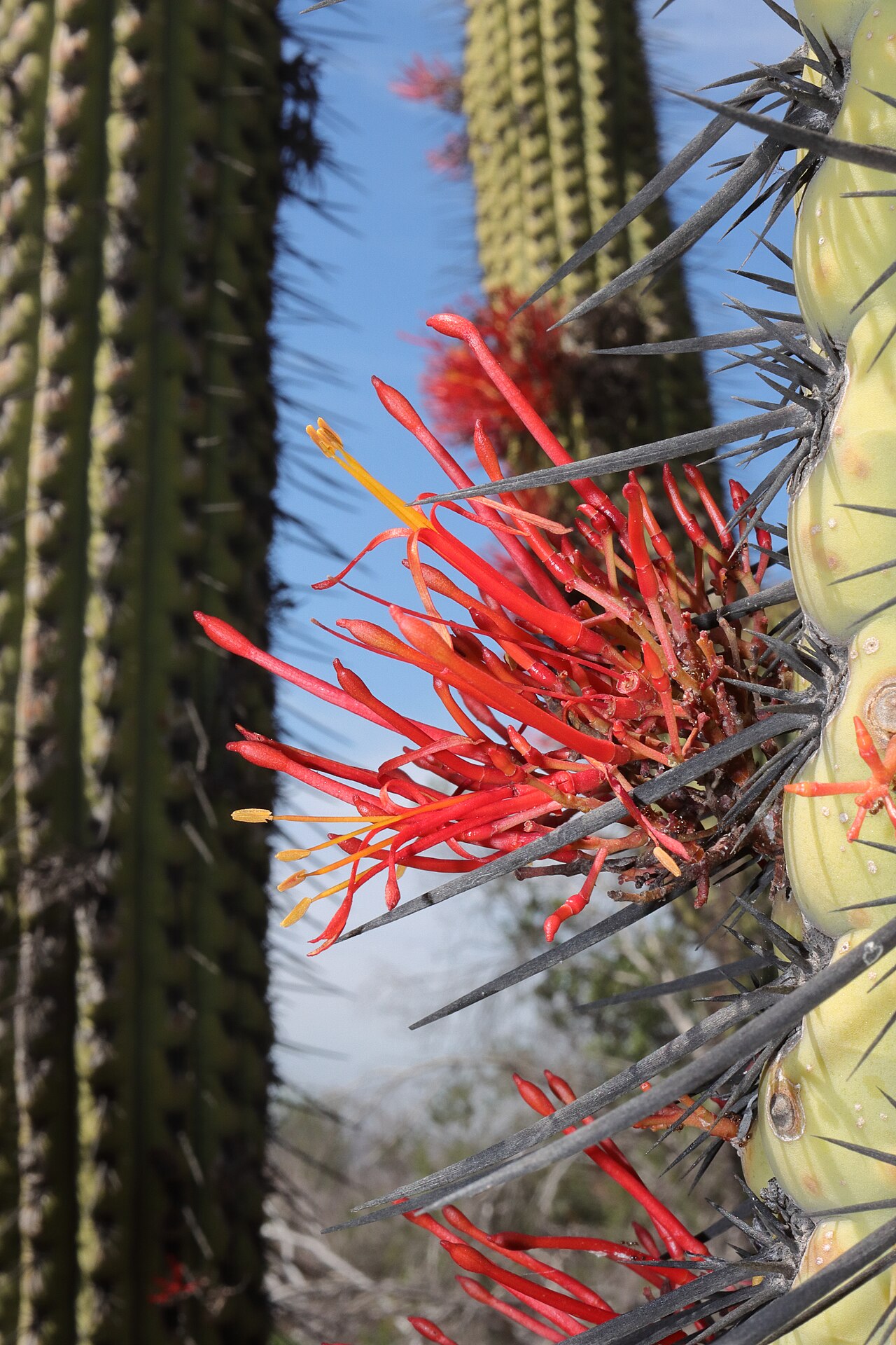 Tristerix aphyllus: The flowers of Tristerix aphyllus growing out of a Trichocereus chiloensis