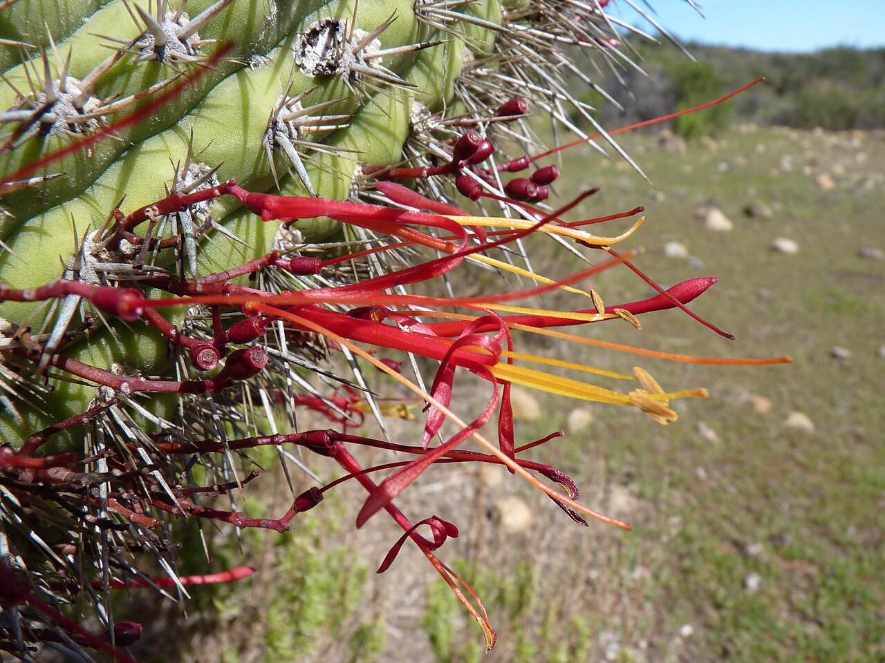 Tristerix aphyllus: Tristerix aphyllus growing on the columnar cactus, Trichocereus chiloensis