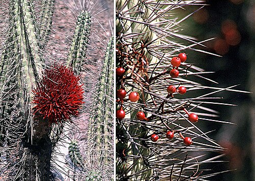Tristerix aphyllus: A cactus parasite of central Chile, known as "Quintral de los Quiscos" or as Liga. In context at www.dixpix.ca/sth_cordillera/flora/parasites/index.html