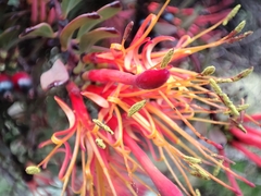 Tristerix chodatianus (Tristerix chodatianus)