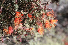 Tristerix chodatianus (Tristerix chodatianus)