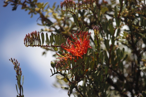 Tristerix chodatianus (Tristerix chodatianus)