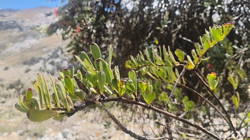 Tristerix chodatianus (Tristerix chodatianus)