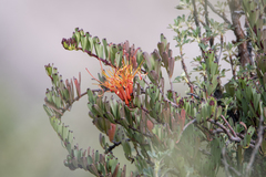 Tristerix chodatianus (Tristerix chodatianus)