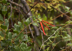 Tristerix corymbosus (Tristerix corymbosus)