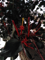 Tristerix corymbosus (Tristerix corymbosus)