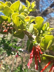 Tristerix corymbosus (Tristerix corymbosus)