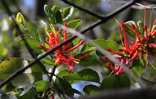 Tristerix corymbosus (Tristerix corymbosus)