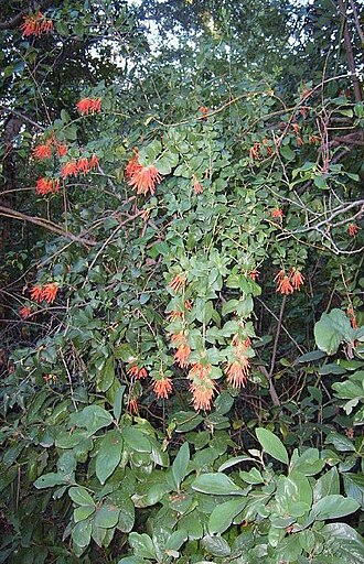 Tristerix corymbosus: Tristerix corymbosus without watermark
