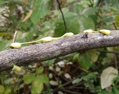 Tristerix corymbosus (Tristerix corymbosus)