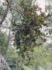 Tristerix corymbosus (Tristerix corymbosus)