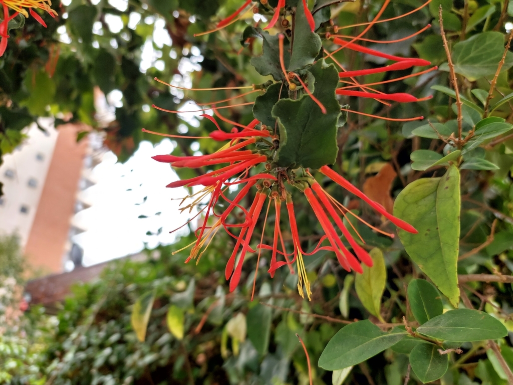 Tristerix corymbosus (Tristerix corymbosus)