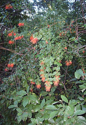 Tristerix corymbosus: Tristerix corymbosus