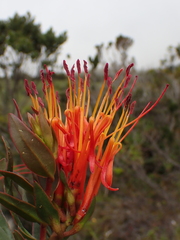 Tristerix longibracteatus (Tristerix longibracteatus)
