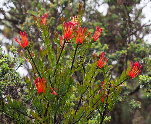 Tristerix longibracteatus (Tristerix longibracteatus)