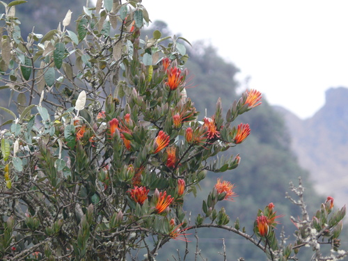 Tristerix longibracteatus (Tristerix longibracteatus)