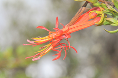 Tristerix longibracteatus (Tristerix longibracteatus)