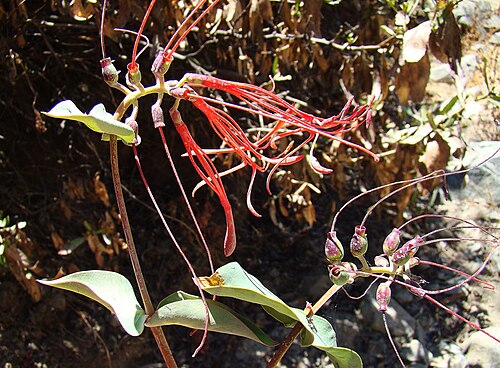 Tristerix longibracteatus: A Suelda-suelda from the mountains of Peru. In context at www.dixpix.ca/sth_cordillera/flora/parasites/index.html