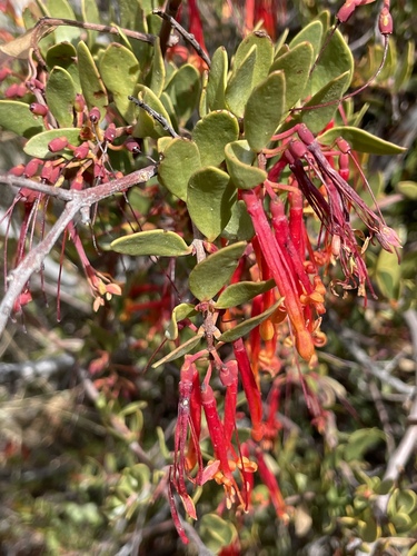 Tristerix penduliflorus (Tristerix penduliflorus)