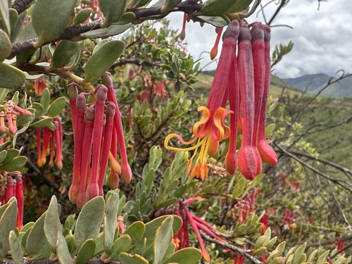 Tristerix penduliflorus (Tristerix penduliflorus)