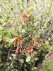Tristerix penduliflorus (Tristerix penduliflorus)
