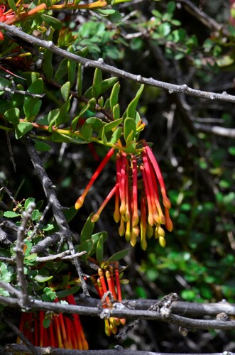 Tristerix penduliflorus (Tristerix penduliflorus)