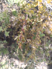 Tristerix penduliflorus (Tristerix penduliflorus)