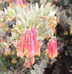 Tristerix penduliflorus (Tristerix penduliflorus)