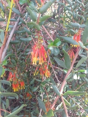 Tristerix penduliflorus (Tristerix penduliflorus)