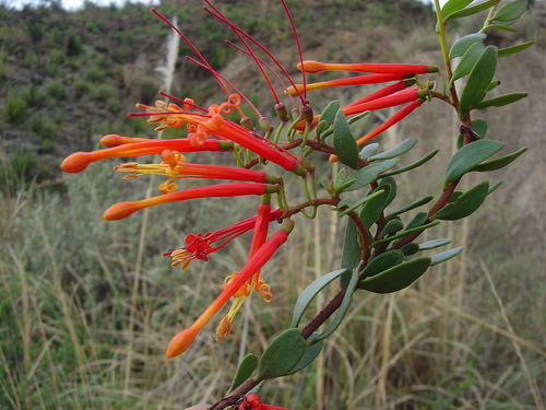Tristerix penduliflorus (Tristerix penduliflorus)