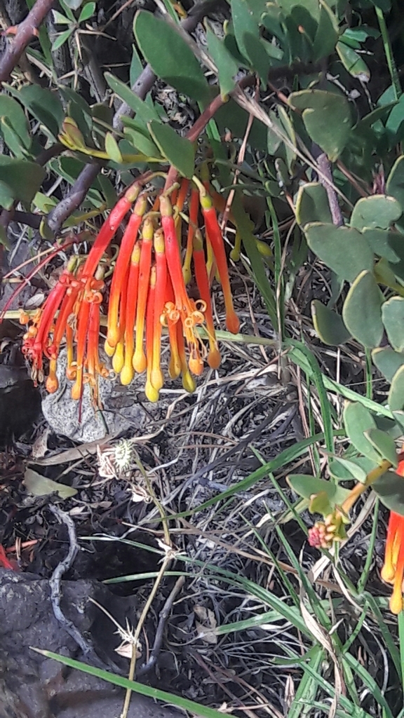 Tristerix penduliflorus (Tristerix penduliflorus)