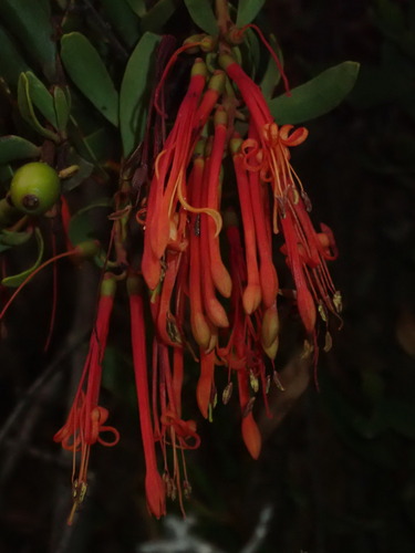 Tristerix penduliflorus (Tristerix penduliflorus)